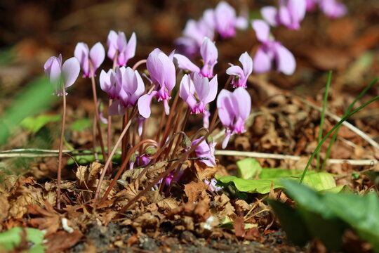 Cyclamen hederifolium, the hardy Autumn flowering Cyclamen.