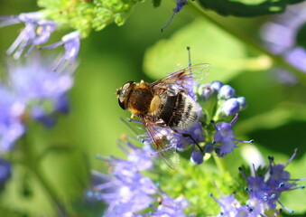 Furry Dronefly, Eristalis intricaria, feeding on the pollen and nectar of the caryopteris flowers. Norfolk, England. © Maria