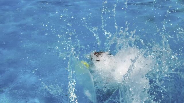Hund springt beim Hundebadetag ins Wasser des Freibades, Hundeschwimmen, apportieren, planschen
