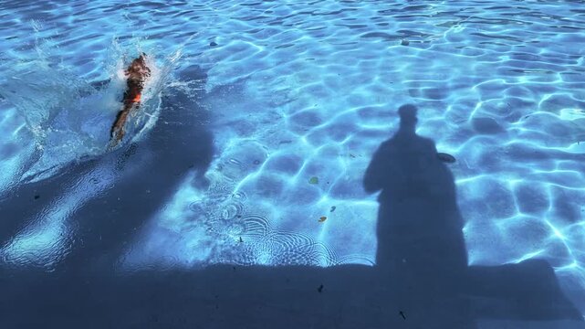 Hund springt beim Hundebadetag ins Wasser des Freibades, Hundeschwimmen, apportieren, planschen