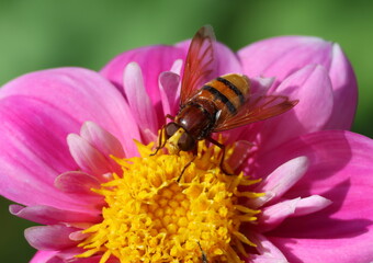 Hornet mimic hoverfly, Volucella zonaria, feeding on the pollen and nectar of a dahlia flower. © Maria