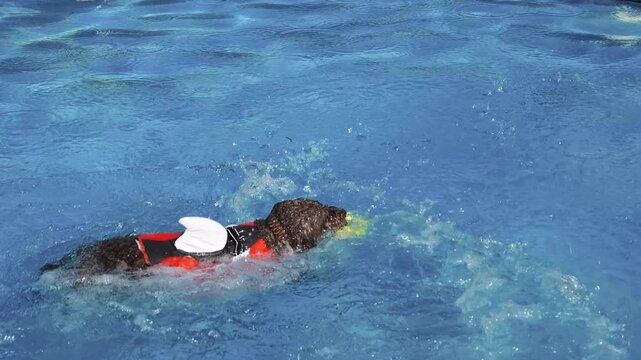 Hund springt beim Hundebadetag ins Wasser des Freibades, Hundeschwimmen, apportieren, planschen