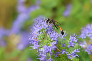Red banded sand wasp, Ammophila sabulosa, feeding on the pollen and nectar of the caryopteris flowers. © Maria