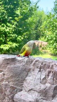 Small colorful parrot standing on a rock in nature