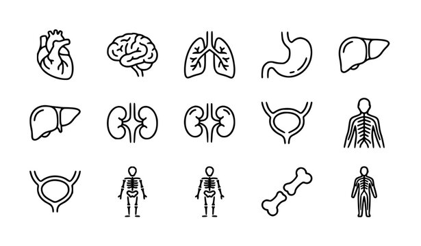 Medical anatomy line icon set with heart brain lungs stomach liver kidneys and nervous system vector