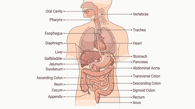 Clean Detailed Human Digestive System Diagram with Labeled Anatomy in Light Peach and Brown Tones