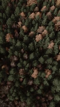 Drone footage looking straight down on dense mixed woodland with evergreen conifers and leafless deciduous trees in late autumn, Ural Mountains region, Russia