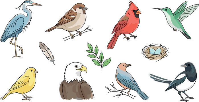 Hand Drawn Watercolor Style Wild Bird Vector Icon Set Featuring Cardinal Blue Heron Eagle Sparrow Hummingbird Canary and Nest Elements for Design