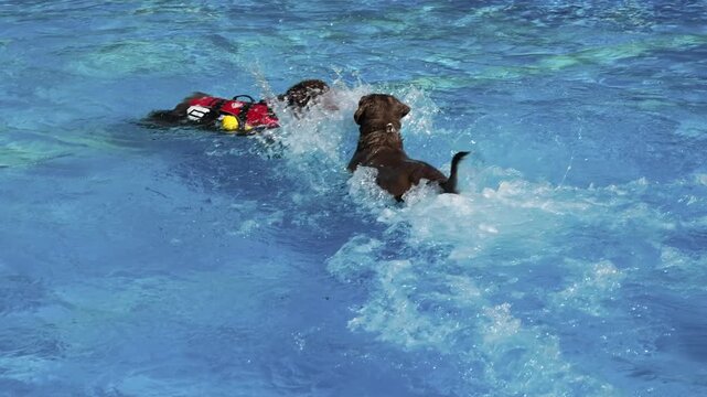 Hund springt beim Hundebadetag ins Wasser des Freibades, Zeitlupe, Hundeschwimmen, apportieren, planschen