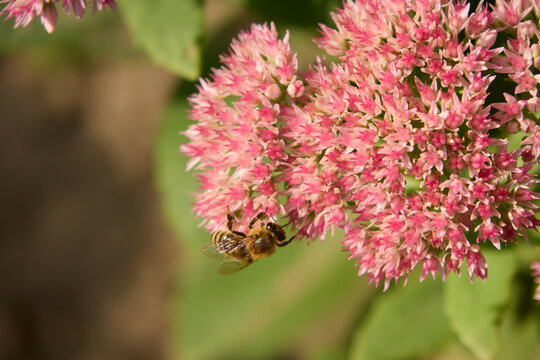 Honeybee gathers nectar on a bright pink blooming sedum flower head in a sunny summer garden, capturing the vital role of insects in pollination and healthy ecosystems.