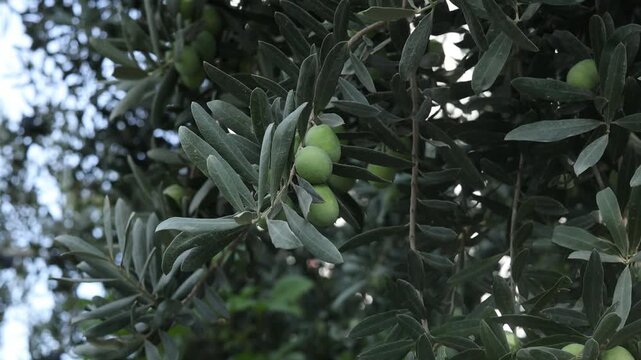olives on a tree branch