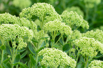 Clumps of ornamental grass in a city park. Sedum plant background. Urban recreational area. © imartsenyuk