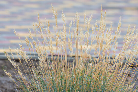 Clumps of ornamental grass in a city park. Plant background. Urban recreational area.