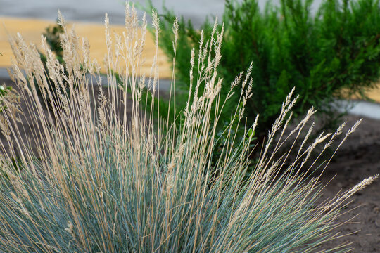Clumps of ornamental grass in a city park. Plant background. Urban recreational area.