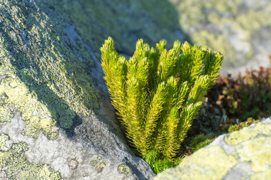 Common club moss (Lycopodium Clavatum) growing between the stones.