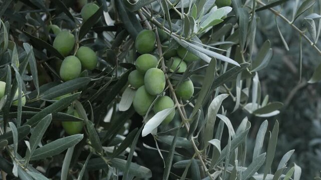 olives on a tree branch