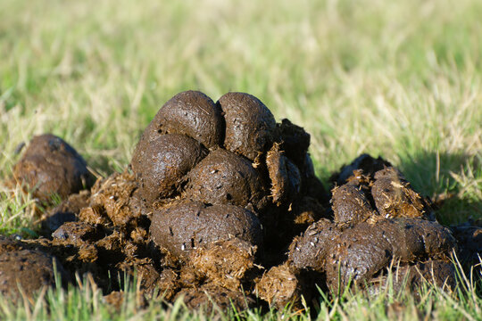 A pile of fresh horse manure on the grass.