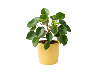 Healthy green pothos plant growing in bright yellow ceramic pot transparent background © Sakhina
