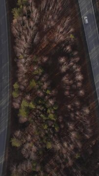 Top-down aerial footage of a curving highway cutting through mixed forest with sparse traffic in autumn light, filmed in the Ural Mountains, Russia