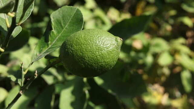 lime lemon on tree branch