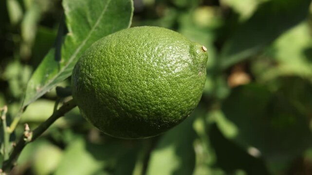 lime lemon on tree branch