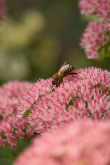 A honeybee collects nectar on vibrant pink sedum flowers in a sunny garden, capturing the beauty of natural pollination, ecosystem biodiversity, and late summer blossom vitality. © Oleksandr