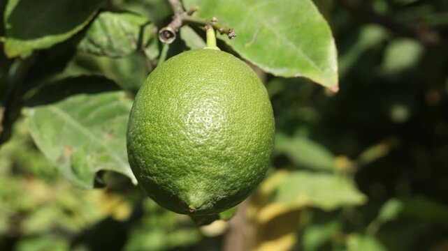 lime lemon on tree branch