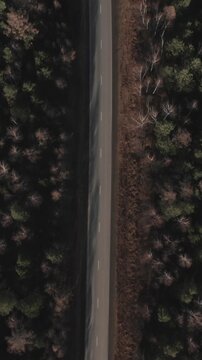 Drone footage, top-down view of a straight empty asphalt road cutting through mixed conifer and birch forest in the Ural Mountains, Russia, in late autumn light