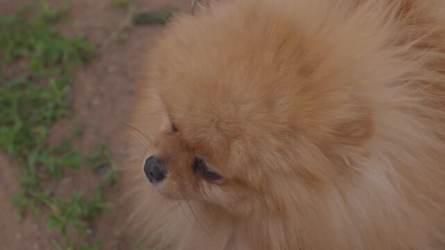 Pomeranian on leash transitioning from walking to seated pause in outdoor dirt path sequence mid