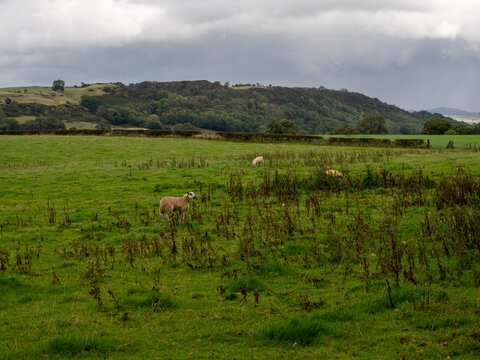 27th September 2026, Embleton, Cumbria. A lone sheep stands in a lush green field, with rolling hills and a cloudy sky in the background, evoking a sense of peaceful rural solitude.