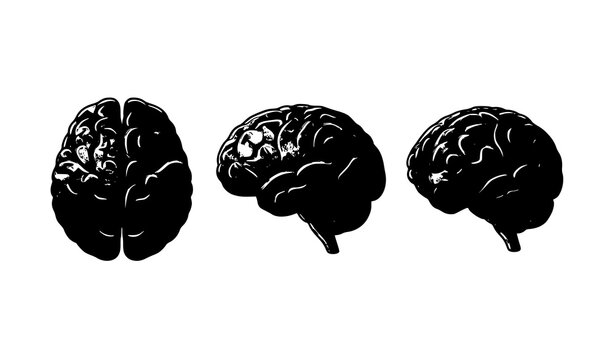 Human Brain Top Side and Angled Anatomical View Vector Collection