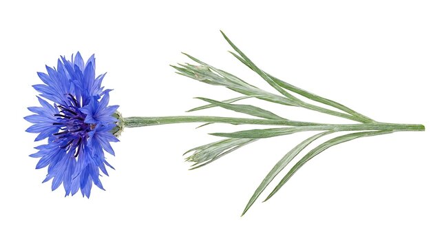 Beautiful blue cornflower with green leaves isolated on white background