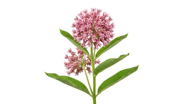 Pink swamp milkweed flower cluster isolated on white background