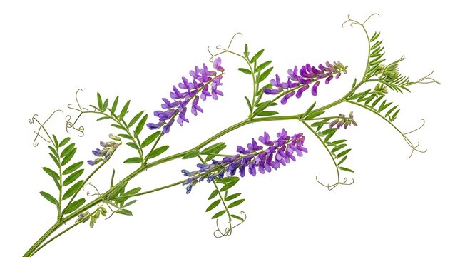 Tufted vetch flowers isolated on white background