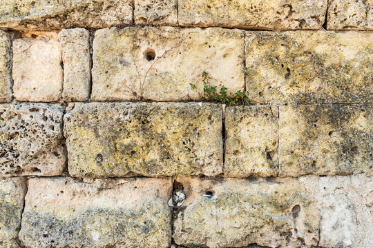Weathered limestone block wall with porous pitted surface, yellow lichen patches and small plants growing between the joints, full frame natural stone texture, concept of ancient masonry and rustic b