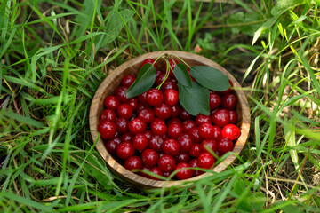 High angle view of ripe red sour cherries with green leaves inside a rustic wooden bowl placed on natural green grass in a garden. Harvest time, organic summer fruit, healthy vegan eating © Тетяна Шустик