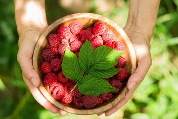 Close-up of ripe fresh raspberries with green raspberry leaves in a wooden bowl held by hands outdoors. Natural seasonal fruit representing berry harvest, healthy eating, fresh produce, organic food  © Тетяна Шустик