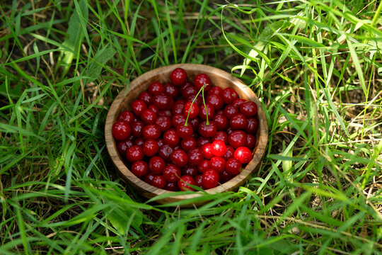 High angle shot of full wooden bowl with fresh harvested red sour cherries sitting on green grass field in sunny garden. Concept of organic farming, eco-friendly food