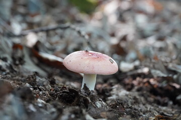 mushrooms in the forest © rezarafizadeh