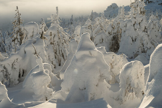Dense Frozen Forest
