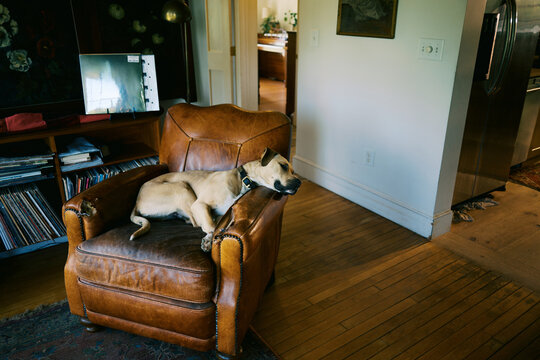 dog sitting in armchair with chewed armrest