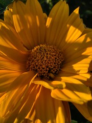  Flower © Pawe
