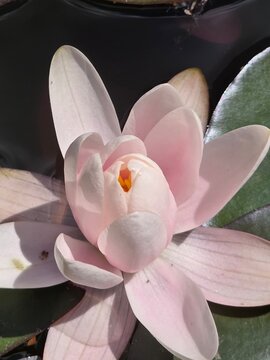 pink flower