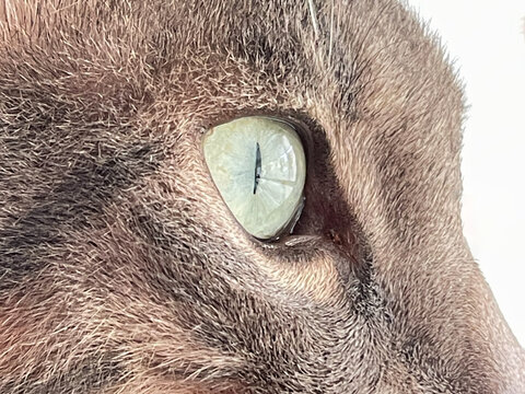 Extreme close-up of a cat&rsquo;s eye surrounded by textured coarse fur, creating a detailed natural cat portrait and abstract biological texture.