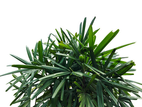 Areca palm trees on clean white  background . Nature background photography