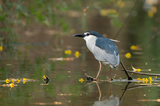 Black-crowned night heron portrait in a waterhole hunting fishes, intense red eyes and feathers color in a side view from behind