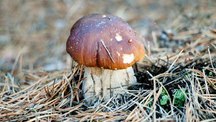 mushroom in the grass © lazalnik