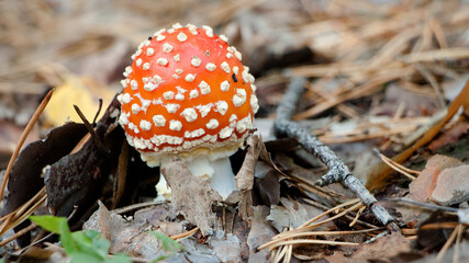 amanita muscaria fly agaric © lazalnik