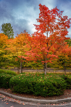 Coulon Park Autumn Colors