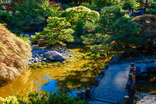 Summer Garden Pond